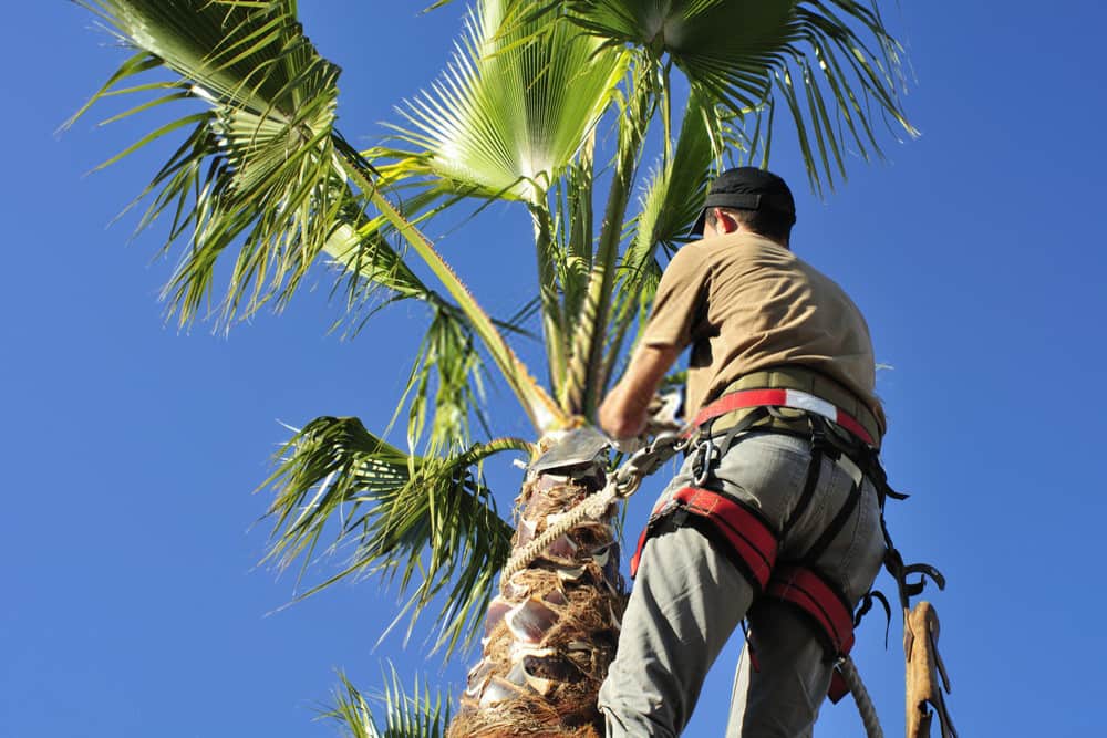 Palm Tree Removal & Cleaning
