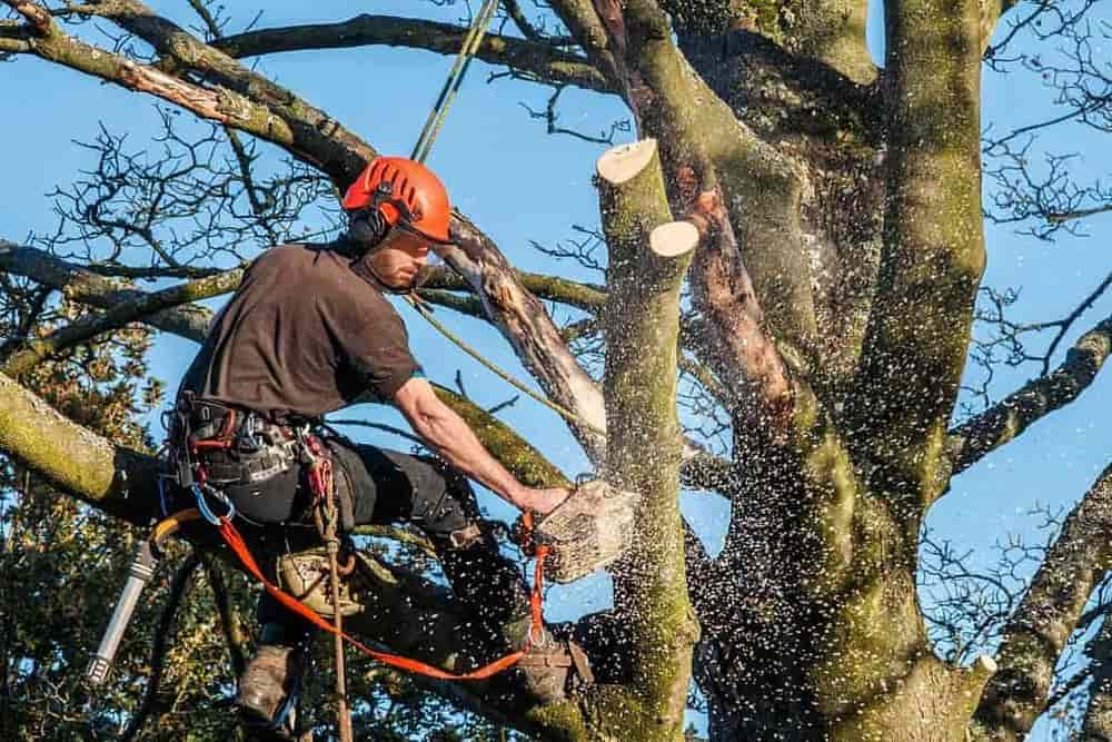 Tree Pruning & Maintenance