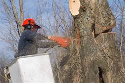 Cutting Down Trees In Your Backyard: THE PROS AND CONS