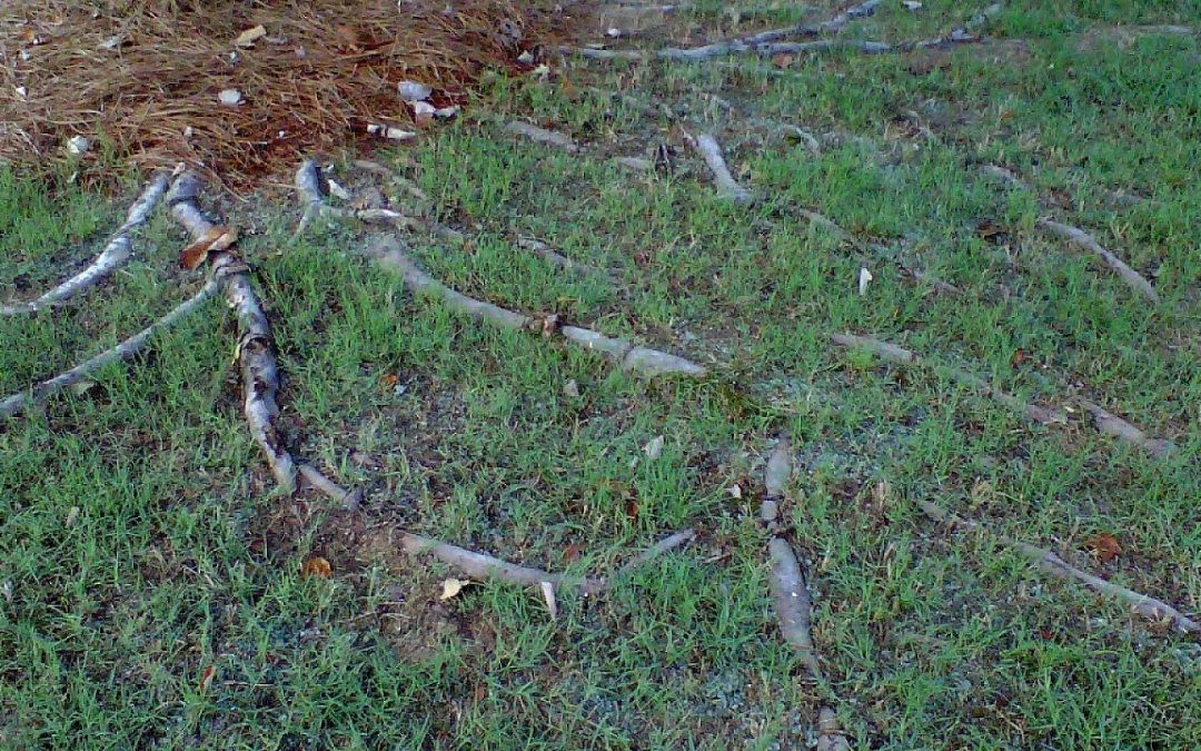 Importance of Cutting Tree Roots