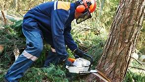 Do-It-Yourself Techniques And Tips For Removing Trees