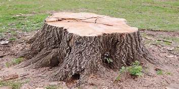 Removing A Tree Stump In Your Backyard
