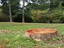 What Are The Different Tree Stump Removal Methods