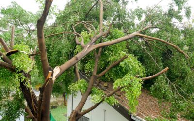 What To Do About Trees Survived After The Storm Passes