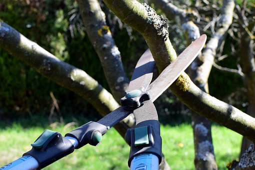 A Complete Guide: Pruning and Trimming Trees For Beginners