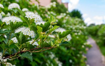 Why, How And When: Pruning Spring-Flowering Trees