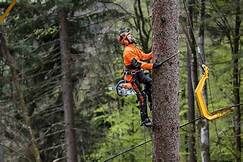 HIRING A CERTIFIED ARBORIST WILL SAVE YOUR TREES