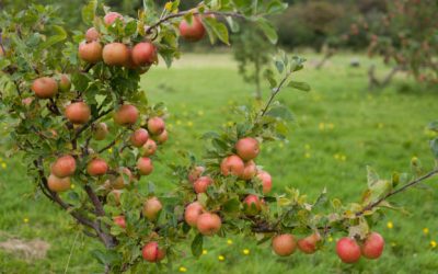 Tips on Pruning Dwarf Fruit Trees: Step By Step