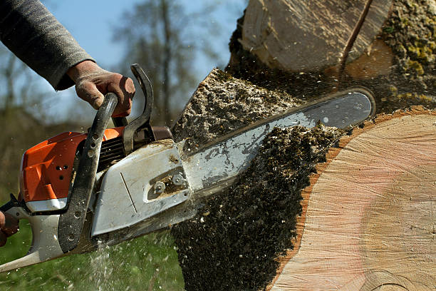 Hiring a Tree Service: How They Actually Work?