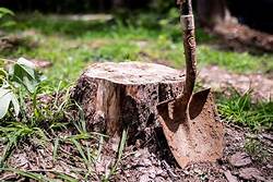 List Of How To Remove A Tree Stump By Hand