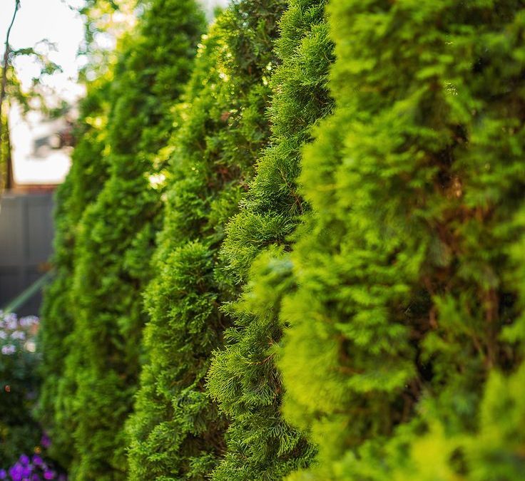 These Are The Best Trees For Your Yard In Every Regions