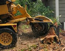 Step By Step: Removing Tree Stump Using A Grinder