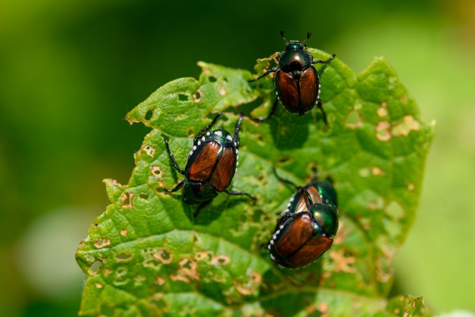 get-rid-of-elm-leaf-beetles