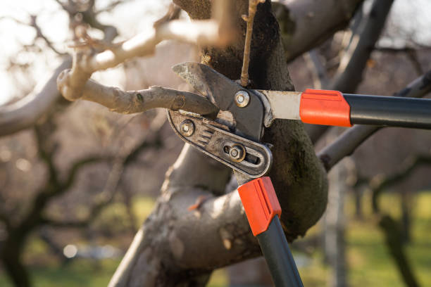 How To Identify a Bad Tree Pruning