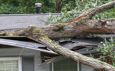 Is It Unsafe To Have Large Trees Near A House?