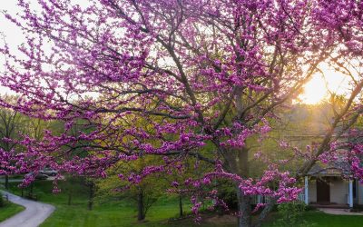 Ornamental Trees to Accentuate Your Yard