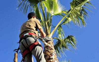 Palm Tree Trimming: A Complete Step-by-Step Guide