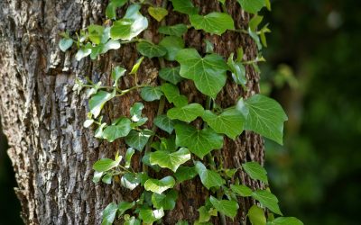 The Dangers of Ivy and How to Remove It