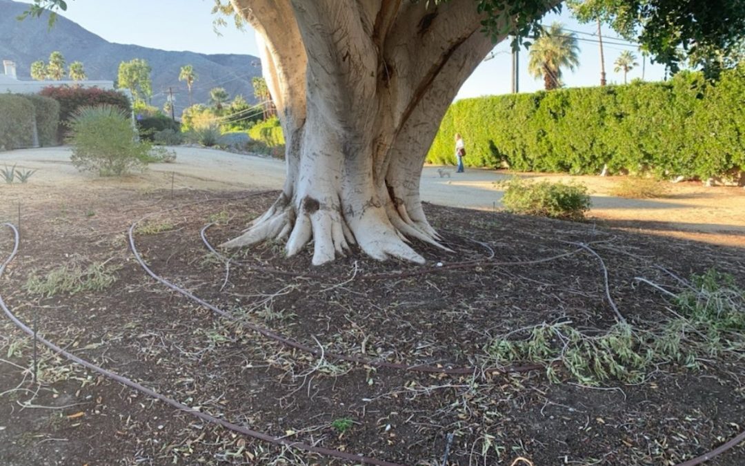 Tips for Helping Drought-Stressed Trees