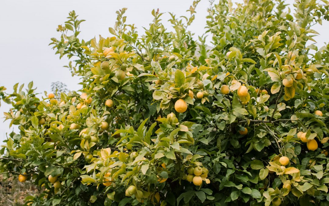 Using Fruit Trees Can Give Good Effect To Your Garden