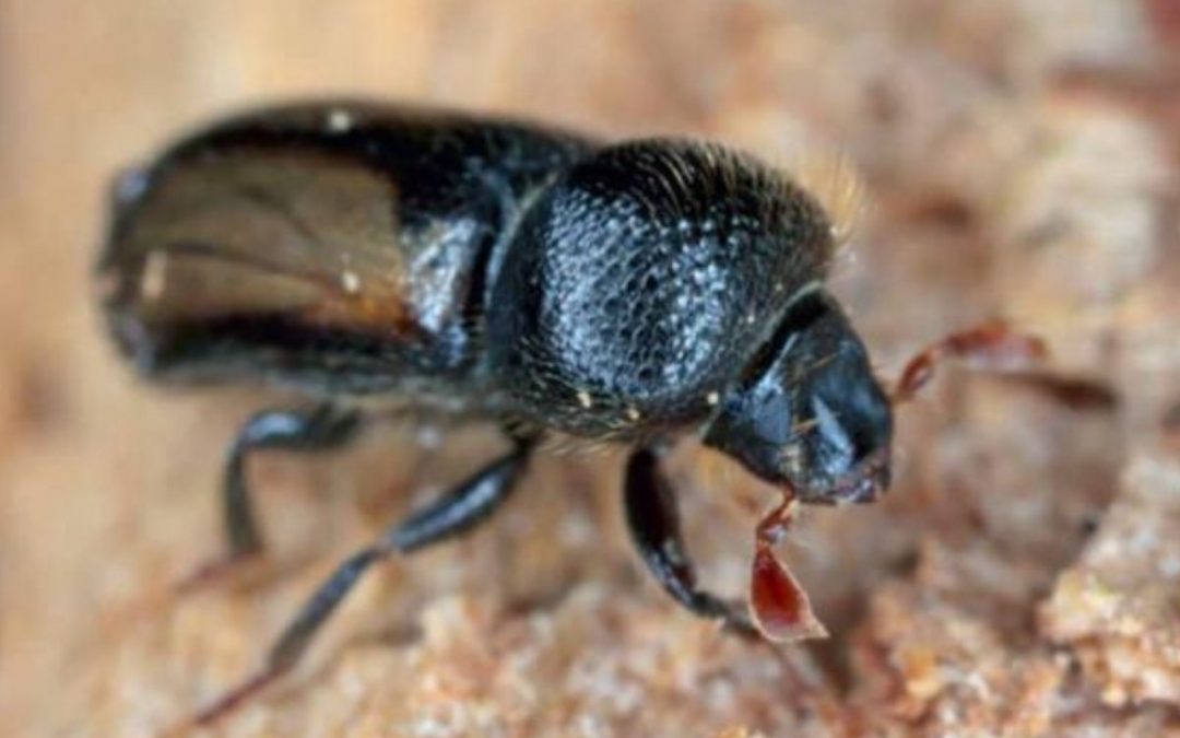 Ambrosia Beetle Damage and Treatment