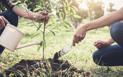 Proper Care for Newly Planted Trees
