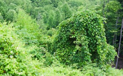 How To Spot Invasive Plants In The Garden
