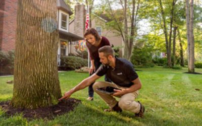 Tree Care Checklist: How to Keep Trees Healthy This Spring