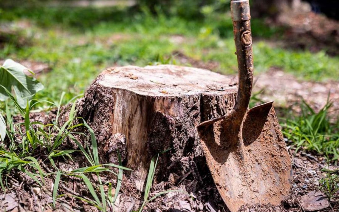 How to Get Rid of a Tree Stump Without Grinding