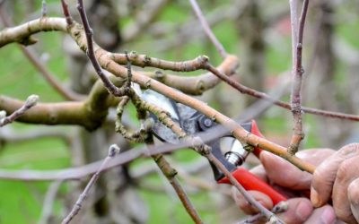 The Best Time of Year to Prune Your Apple Tree