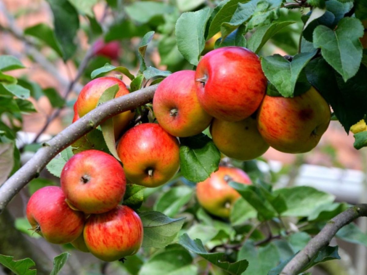 The Best Time of Year to Prune Your Apple Tree Cairns Tree Lopping