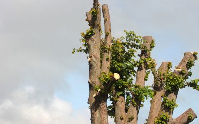 Should You Top a Tree When Pruning?