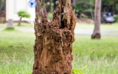 Do Stump Grindings From Dead Trees Attract Termites?