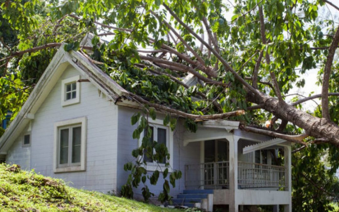 Who is Responsible For Overhanging Branch Damage?