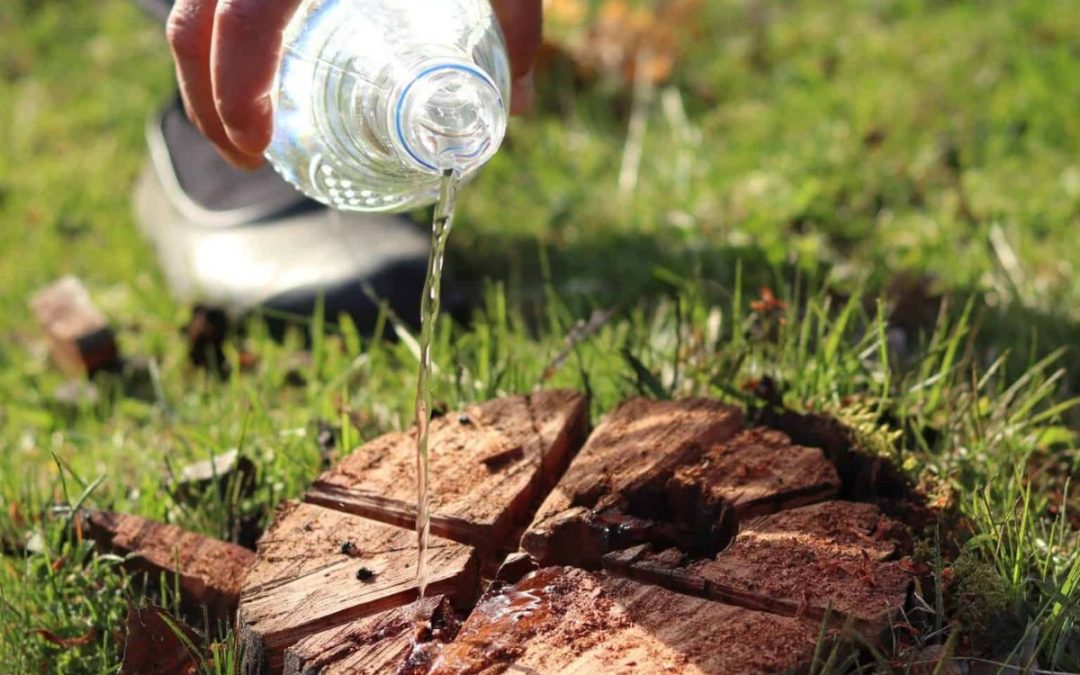 How to Remove a Tree Stump in 5 Easy Steps