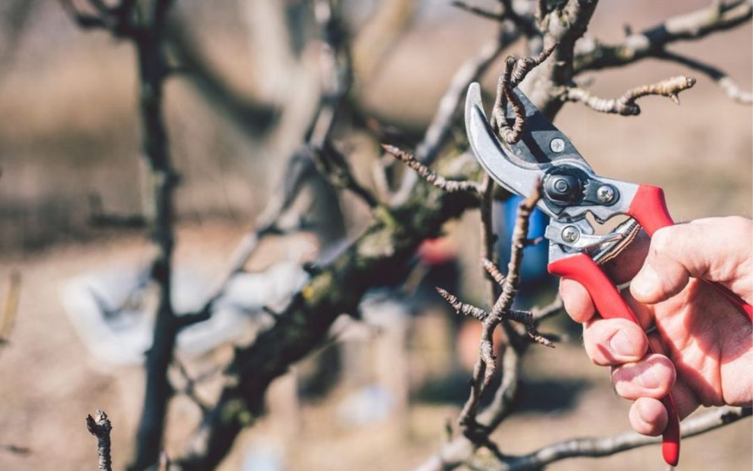 The Advantages of Winter Tree Pruning and Removal