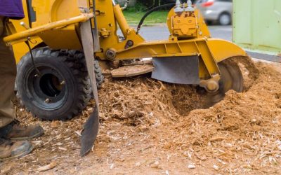 How to Use Wood Chips from Stump Grinding
