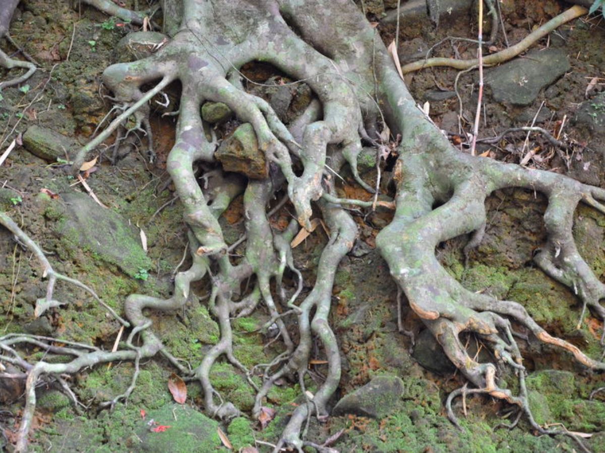  What Happens To Roots After Stump Grinding Cairns Tree Lopping Services