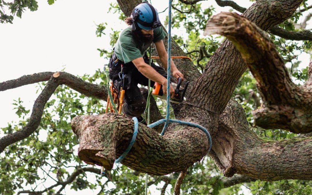 How Much is Tree Trimming Liability Insurance?