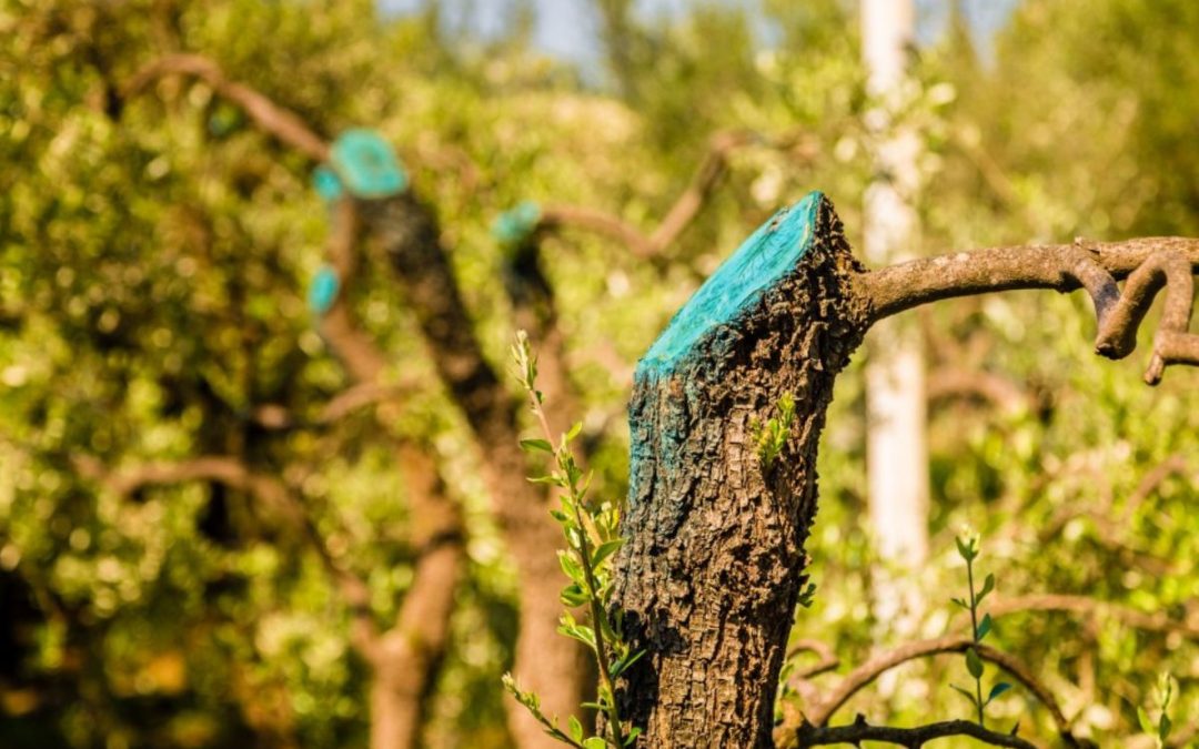 Why Is Painting Tree Pruning Sealer a Bad Idea?