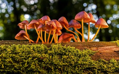 Mycorrhizal Fungi: Tree Care’s Unsung Heroes
