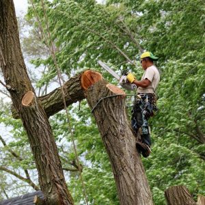 What Trees Can Be Cut Down Without Permission