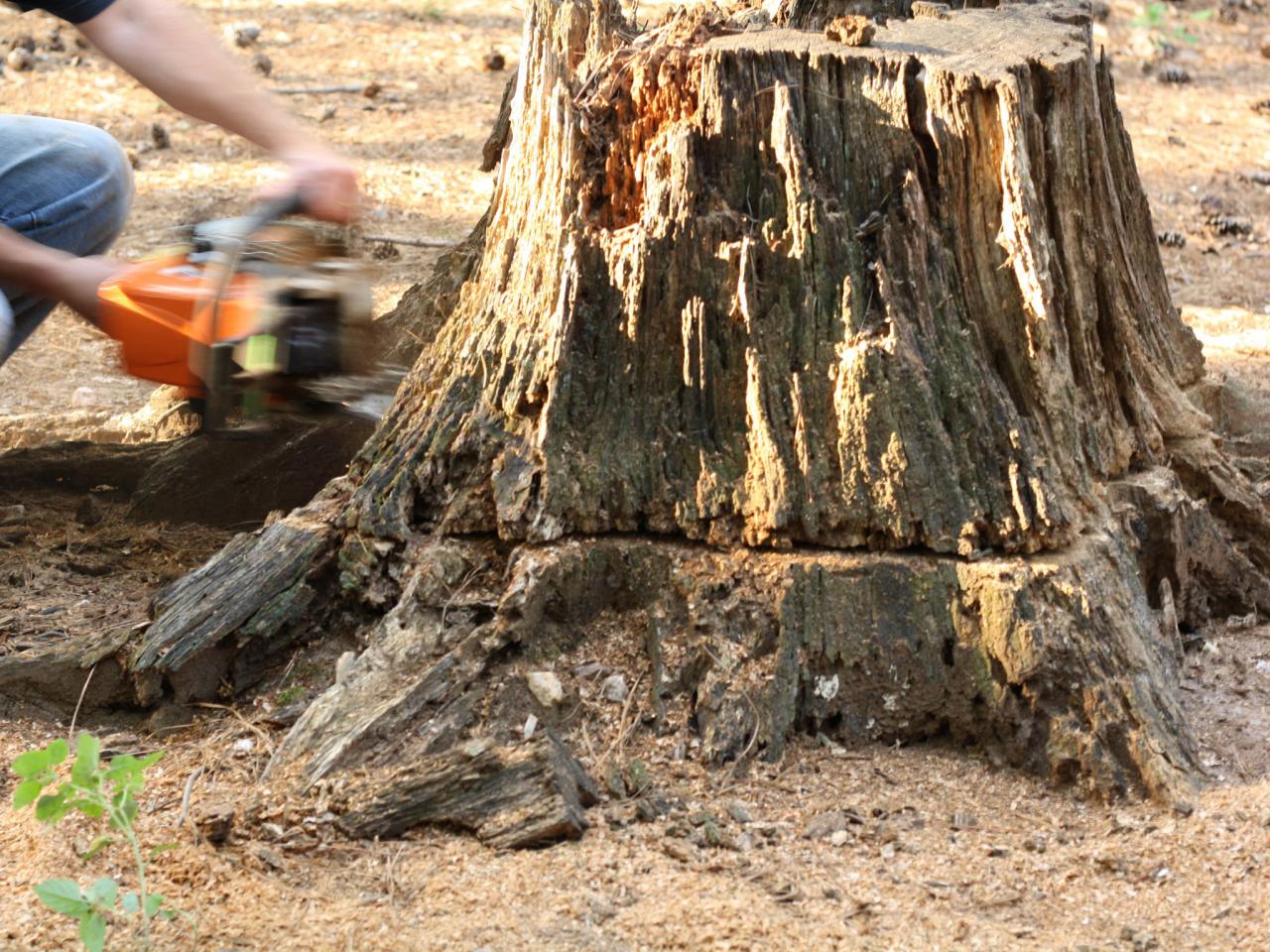 How do you permanently kill a tree stump?
