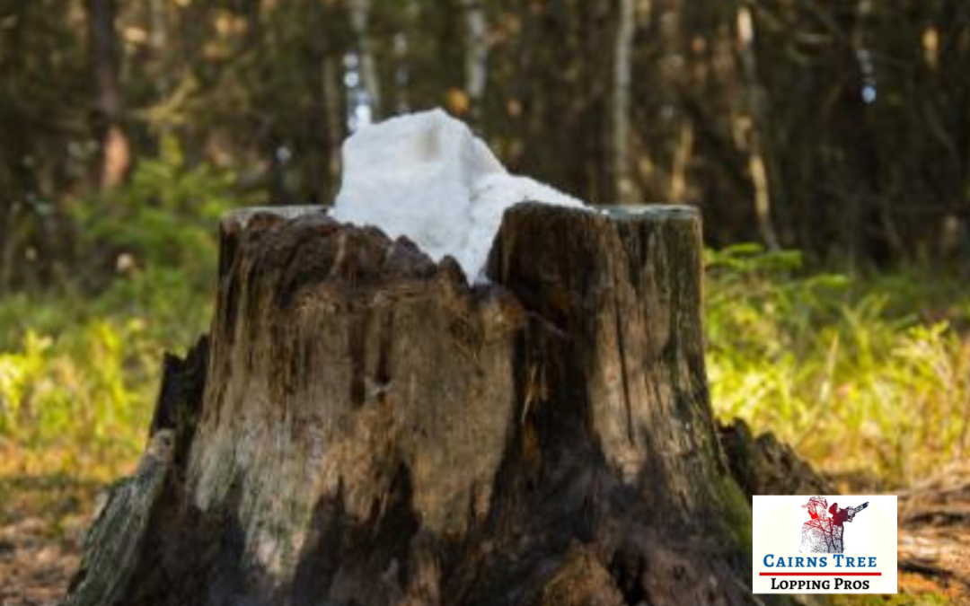 How Long Does It Take For Epsom Salt To Rot A Tree Stump