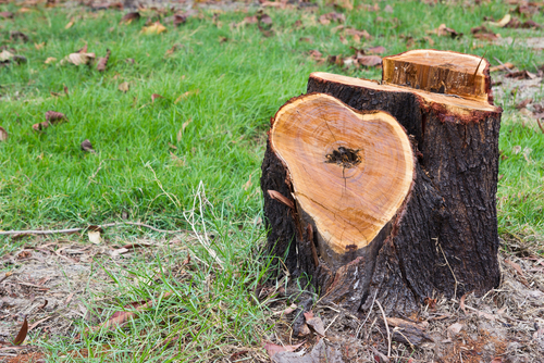 How do you rot a tree stump fast?