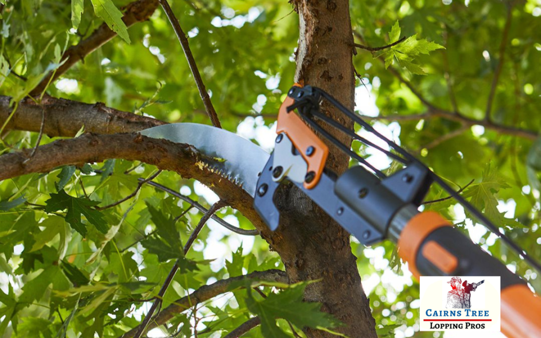 What Is The Best Tool To Trim A Tree