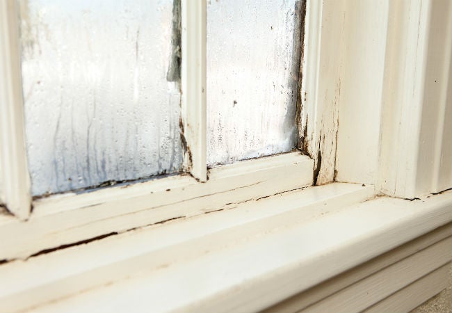 Can dry rot spread from house to house?