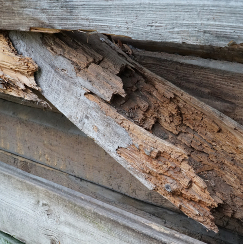Does wet rot stop when dry?