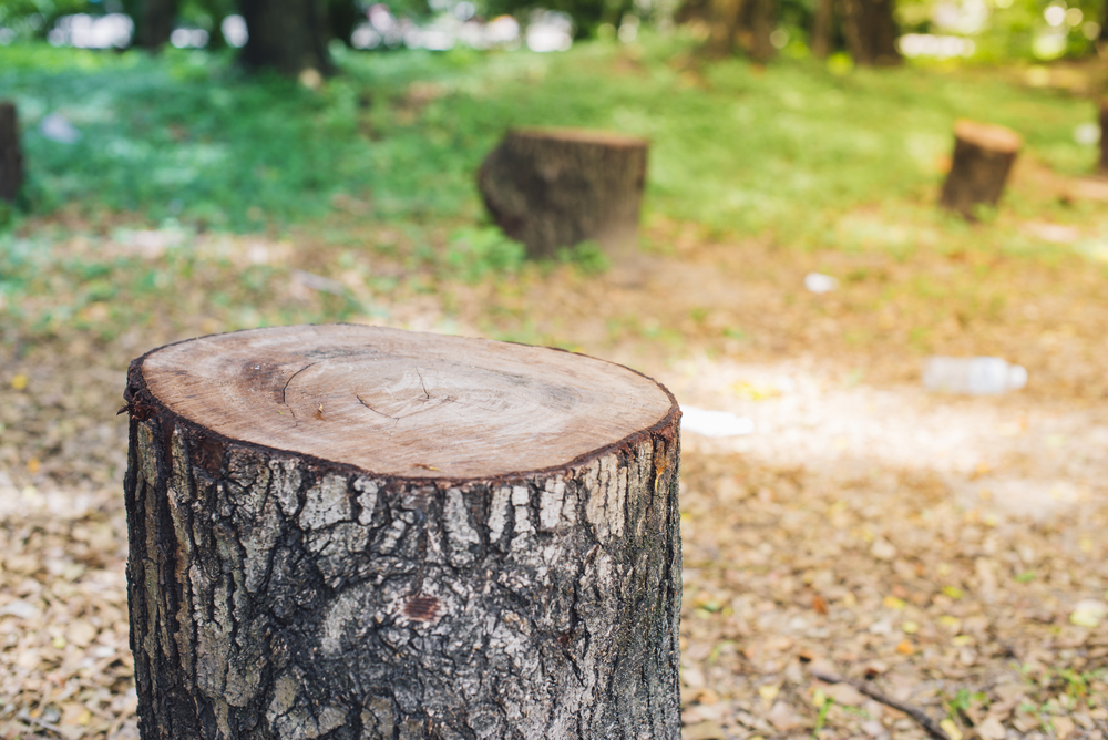 What home remedy kills a tree stump?
